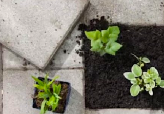 Planten en bomen in de wijk